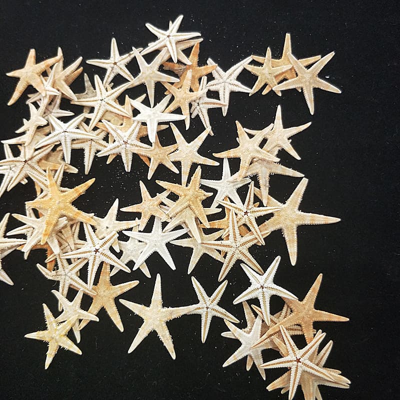 Conch Daddy small starfish 1-2cm factory direct sales natural small conch shells supplied by Amazon