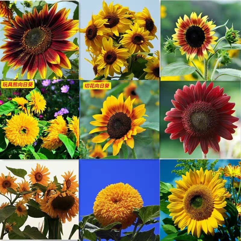 Sunflower Seeds for Ornamental, Edible, Cut Flower, Dwarf Indoor and Outdoor Potted Plants