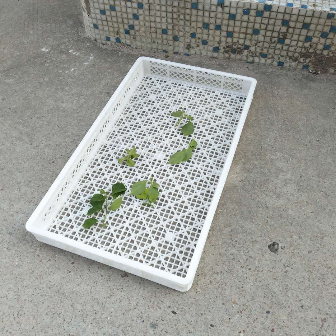 Goji Berry Drying Basket, Tea Drying Tray, Freezing Tray, Sea Cucumber Sieve, Plastic Individually Quick Frozen Tray, Ventilated Storage Box