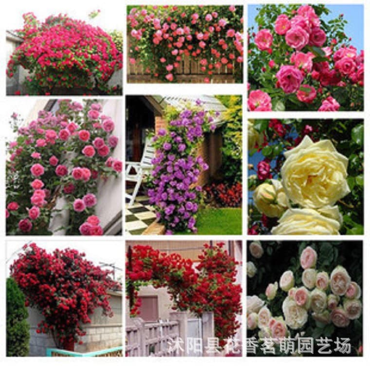Color Pack Rose Seeds, Monthly Rose Seeds, Climbing Rose Seeds, Vine Rose Potted Easy to Grow 100 Pcs