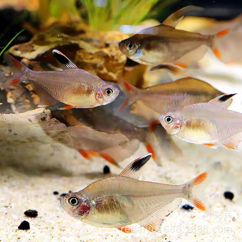 Red Hook Fish, Red Hook Flag Tetra Tropical Ornamental Fish Wholesale, Aquarium Plant Tank Fish, Direct from Farm