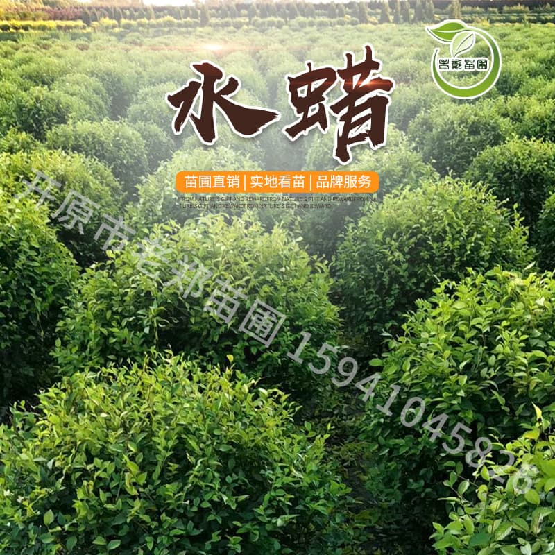 Wholesale Privet Balls - Small-leaf Privet Tree Balls, Northeast Wax Privet for landscape shaping and hedge shrubs, one-stop purchase.