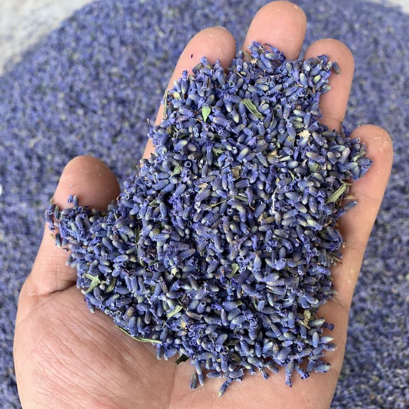 Wholesale lavender, dried lavender flowers from Yili, Xinjiang, for sachets filled with flower particles, new stock 2025, source directly from the origin, 500g