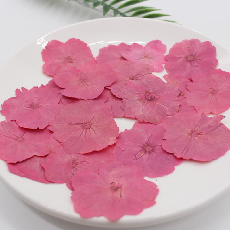 Cherry Blossom Dried Flower Pressed Plant Specimen Teaching Handmade Resin Phone Case Pressed Flower Photo Frame Sticker Soap Candle