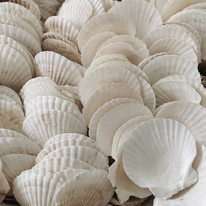 Wholesale Price Barbecue Restaurant Special Garlic Vermicelli Hawaiian Scallop White Scallop Shell Tray Half Shell