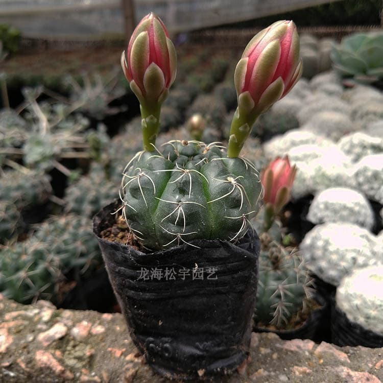 Wholesale of succulent cacti in Zhangzhou, including *Gymnocalycium mihanovichii* (approx. 3-4cm), for flowering plants, potted plants, and gardening.