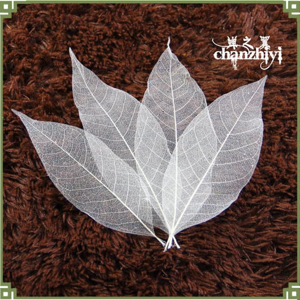 Cicada Wing Natural Magnolia Leaf Vein Bleached Leaf Specimens Heart-shaped Bodhi Leaf Vein Wholesale Dried Flower Accessories Supplies