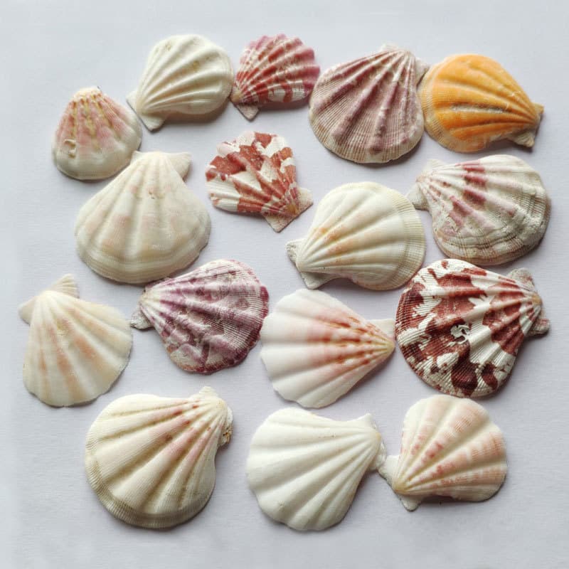 Real Thick Scallop Shells, Conch Wall Stickers, DIY Micro Landscape Decor, Aquarium Base Wind Chime Accessories in Patterns