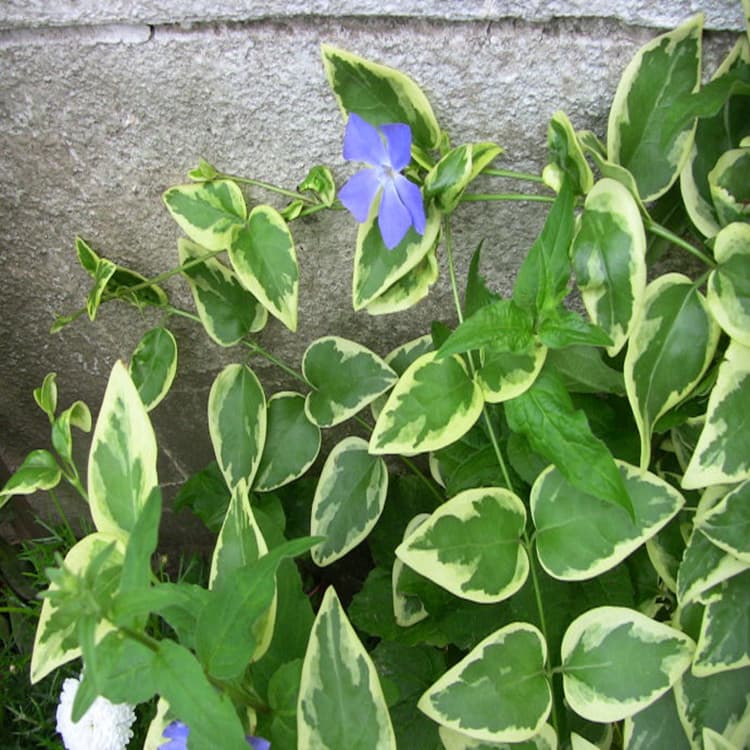 Wholesale Variegated Vinca Major Flowers, Also Known as Variegated Ivy, Garden Ornamental Potted Plants, Direct from Nursery
