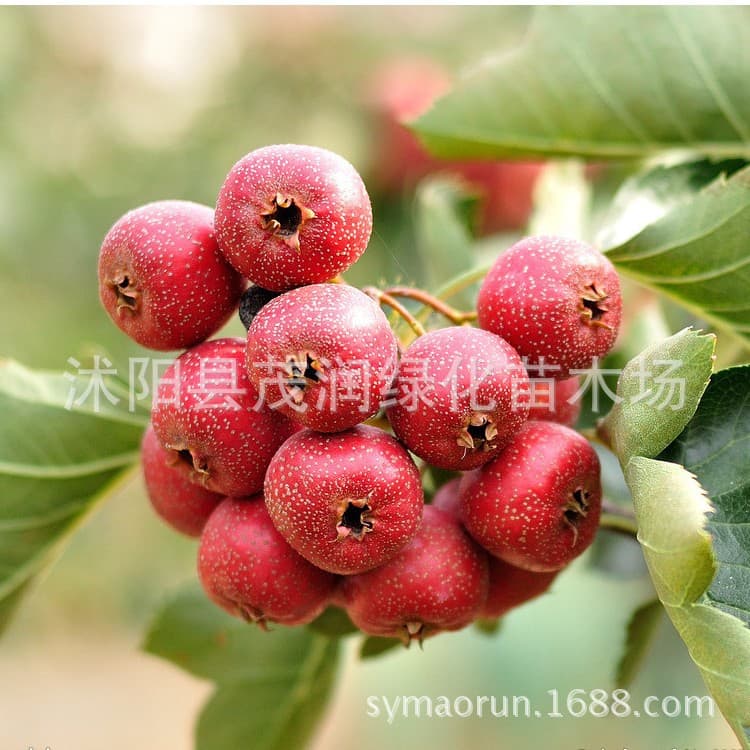 Hawthorn Tree Seedling Hawthorn Sapling Potted Ground Planting Fruit Tree Seedling 2-Year Grafted Seedling 3-Year Seedling