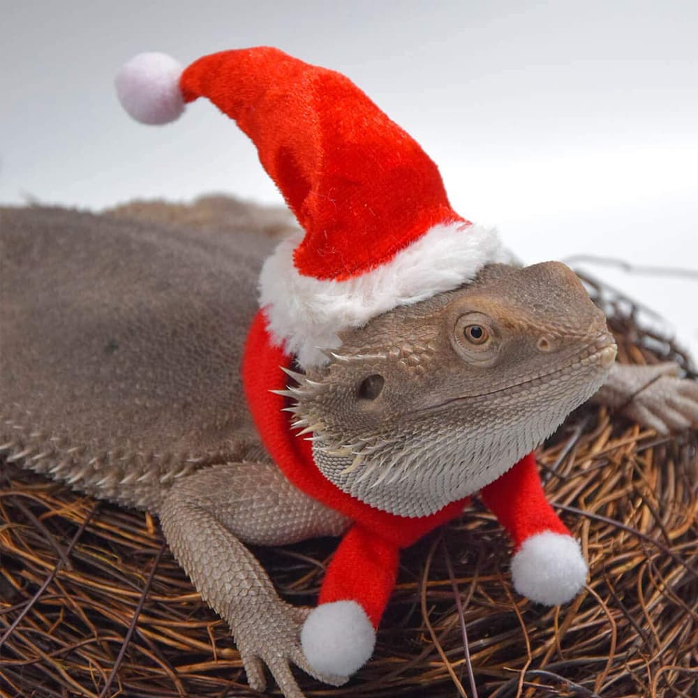 Lizard Christmas Costume Leash Christmas Hat Reptile Outing Leather Wings Pet Leash Walking Lizard Rope Small Pet