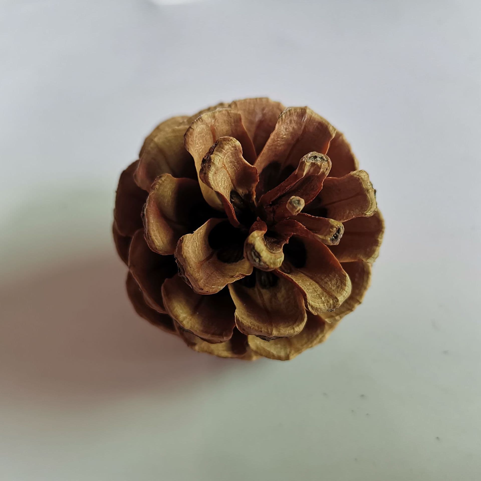 1kg Pinecone Oil, Pinecone Crafts, Christmas Handicrafts, Home Decor, Photo Props Wholesale