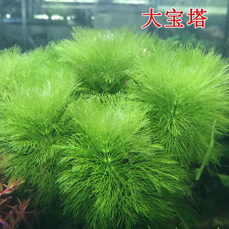 Large Cabomba Aquarium Plant Farm Wholesale Aquascaping Decoration Live Aquatic Plant Mid-Background Plant Wholesale