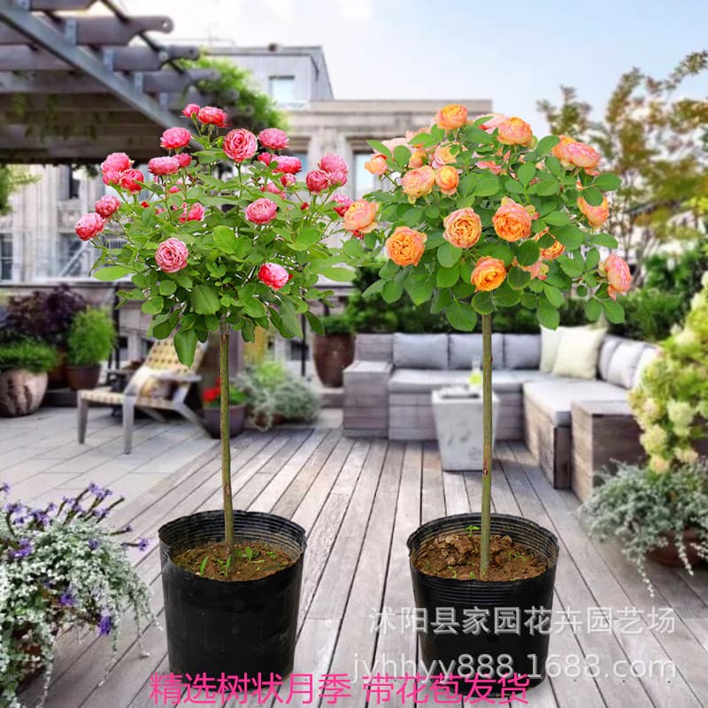 Tree Rose Sapling Old Rootstock Rose Tree Four-Season Blooming Potted Flower Courtyard Greenery Landscape Tree