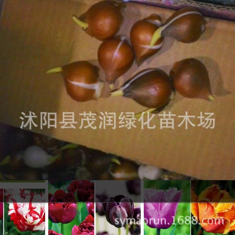 Wholesale Tulip Seedlings, Bulbs, Flower Seeds for Sea of Flowers Planting, Park Greening Flowers