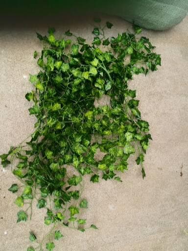 Factory Direct Boston Ivy Leaf Vine