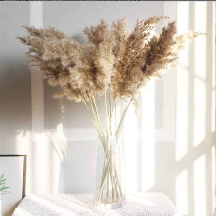 Reed Dried Flower Reed Vintage Decoration European-American Style Bouquet Undyed Premium Real Flower Preserved Flower Vein Dried Flower