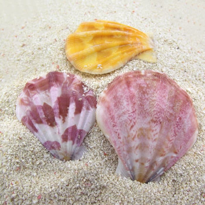 Natural Thick Scallop Shell Pieces Conch Wall Sticker DIY Mini Landscape Decor Aquarium Platform Wind Chime Accessories