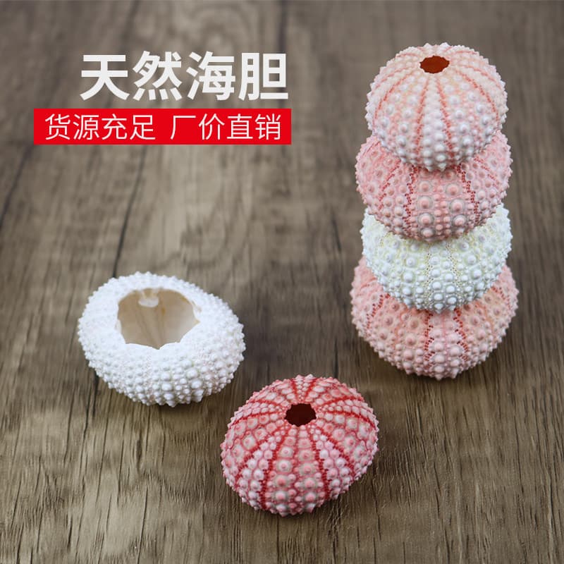 Natural Sea Urchin Shell Specimens Air Plant Flowerpot Home Platform Decoration Shells Sea Snails Sea Urchin Crafts Wholesale