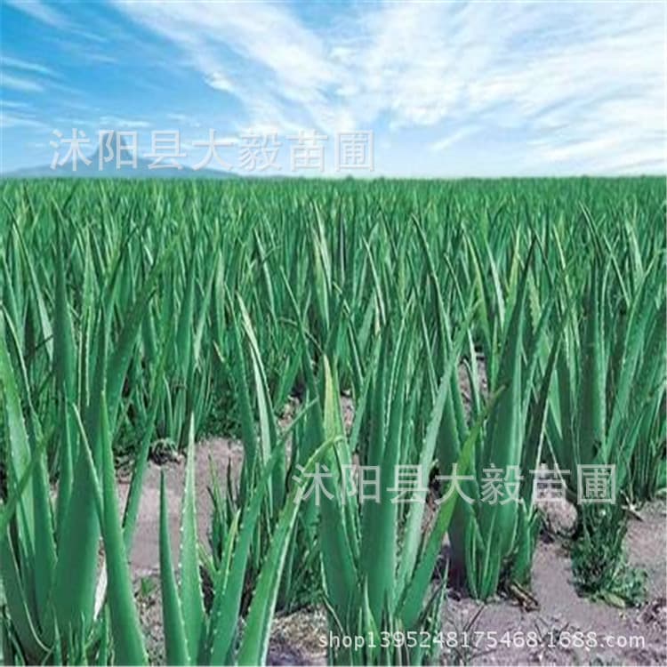 Succulents, Aloe aloe, Aloe vera seedlings, Aloe vera base, lots of juice, quality assurance