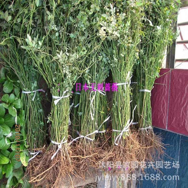 Wholesale wild multi-flower Japanese thornless rose seedlings potted green plants climbing plants grafted rose mother parent