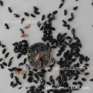 Freshly Harvested Redbud Seeds, Giant Redbud Seeds, Hong Kong Orchid Tree Seeds, Redbud Tree Seeds, Wholesale Seeds