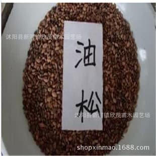 Wholesale Supply of Forest Tree Seeds, Pine Tree Seeds, Chinese Pine Seeds, Freshly Harvested Seeds, Low Price, Bulk Discounts