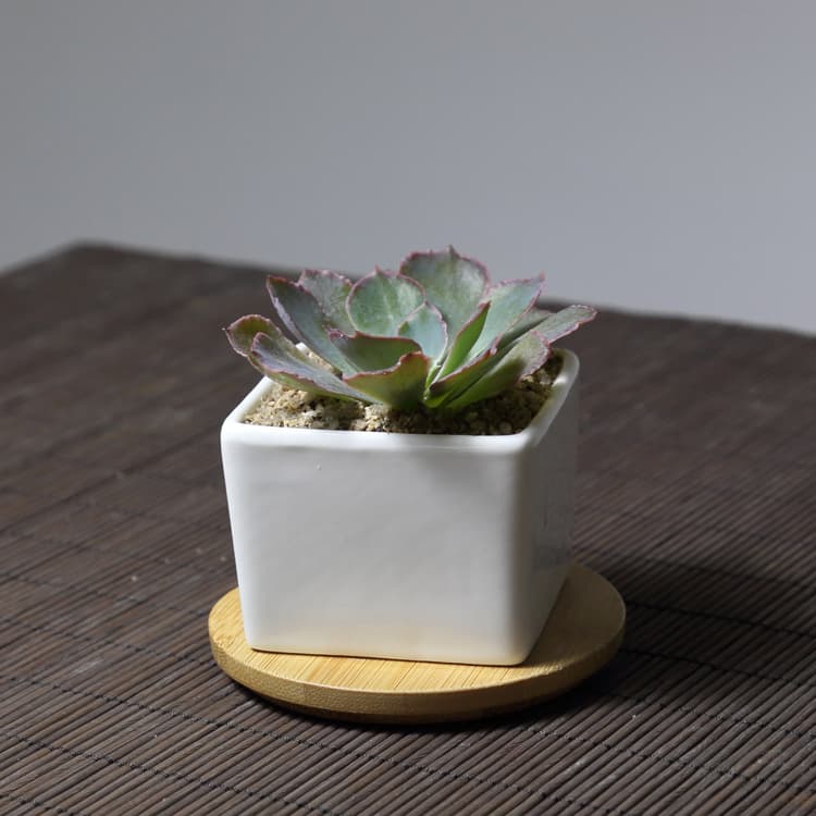 Succulent Pot White Ceramic Small Flower Pot Ultra Low Price Square Flower Pot Factory Direct