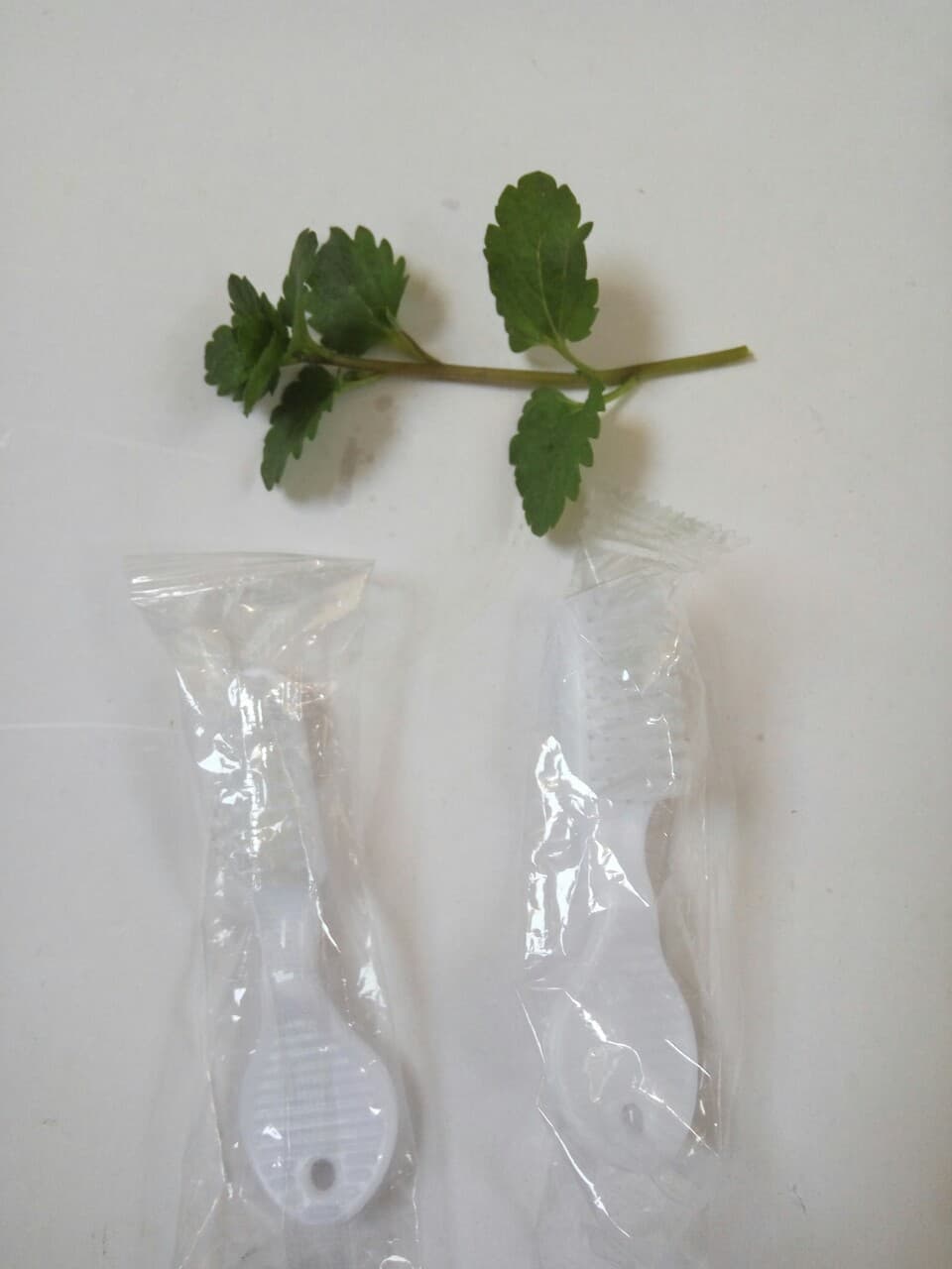Prison Toothbrush, Detention Center Toothbrush, White Flat Short Round Handle Toothbrush