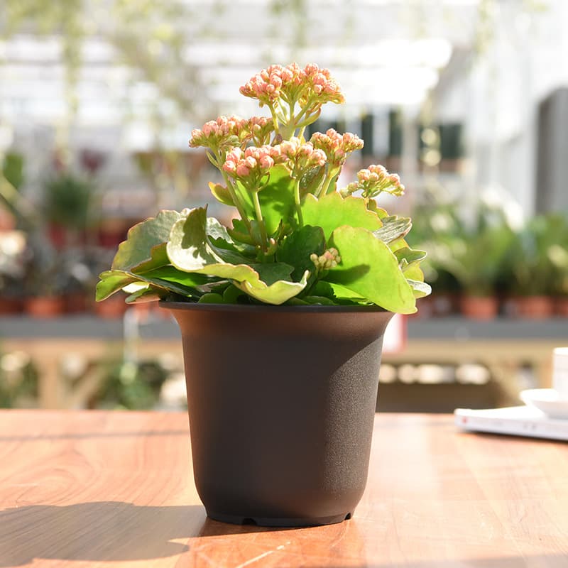 Gudao Westerly Plastic Flowerpot Factory Direct Large Quantity Discount GD-2011 Small Succulent Round Pot 20g