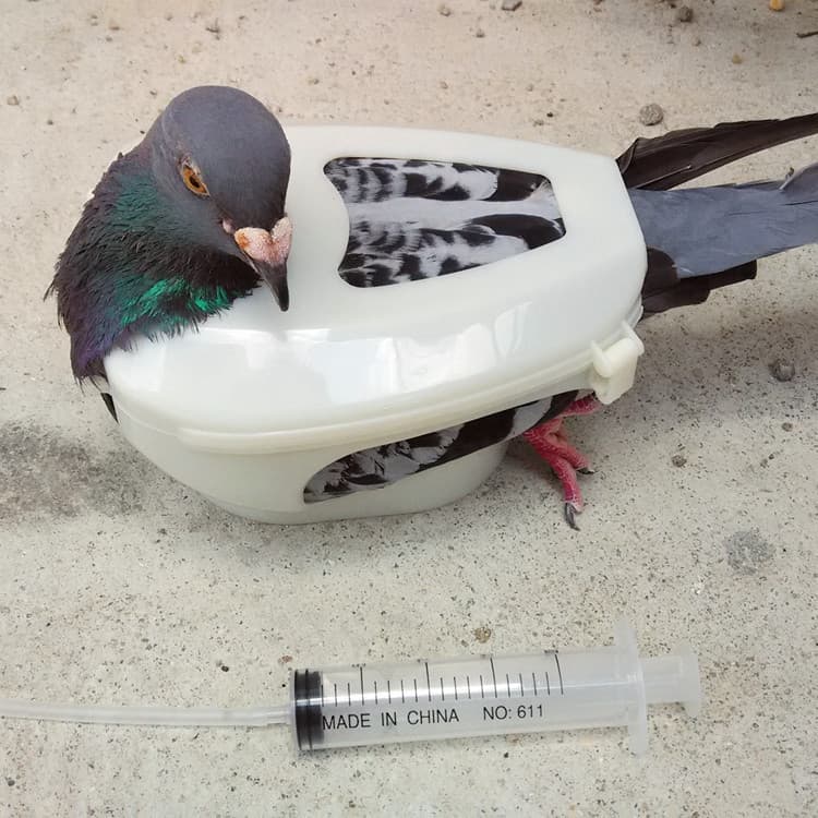 Pigeon Restrainer and Feeding Syringe Set Bird Supplies Dropshipping