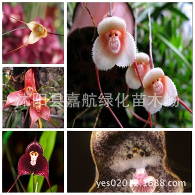 Monkey Face Flower Seeds, Exotic Orchid Seeds, Monkey Face Dragon Orchid Seeds, Monkey Face Orchid Seeds, Four-Season Sowing, Crimson Monkey
