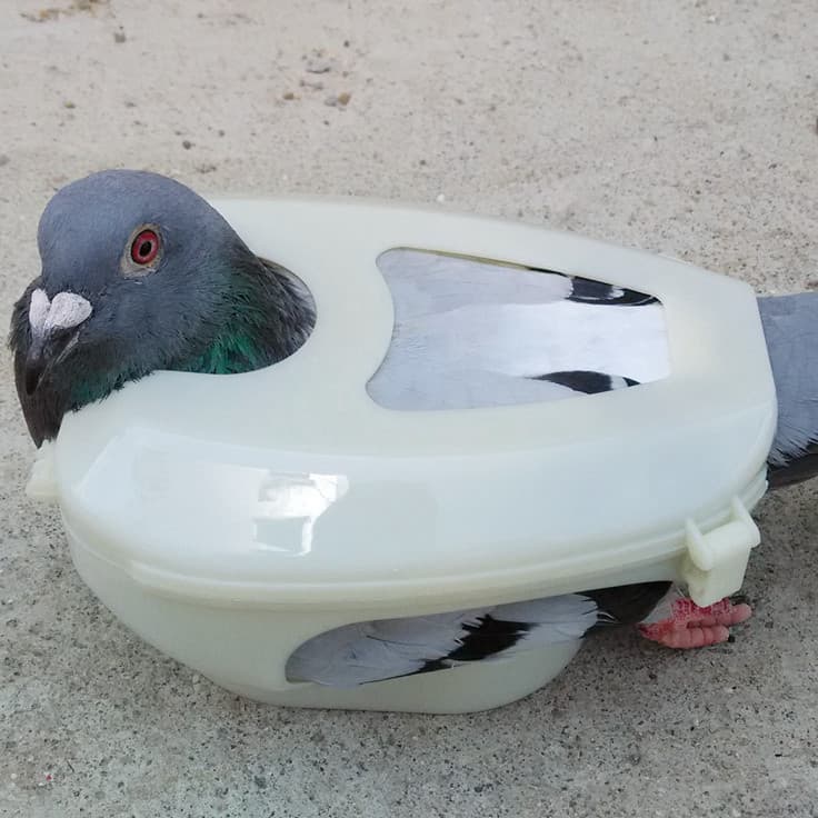 Pigeon Restraint Device - Easy One-Person Medication, Injection, and Eye Examination - Convenient Pigeon Keeping Tool, Bird Supplies