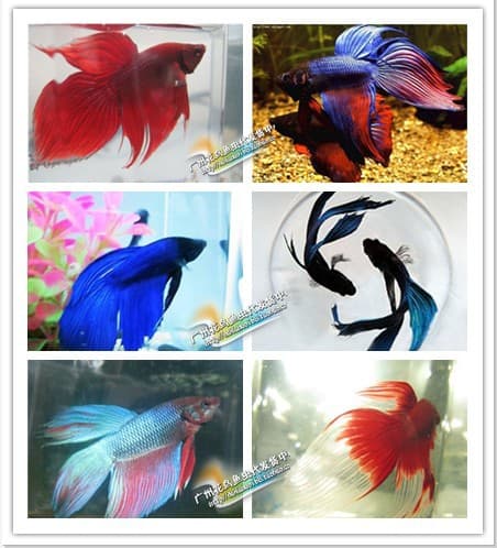 Thai Fighting Fish Live Live Horse Tail Fighting Fish Aquarium Tropical Ornamental Fish Wholesale