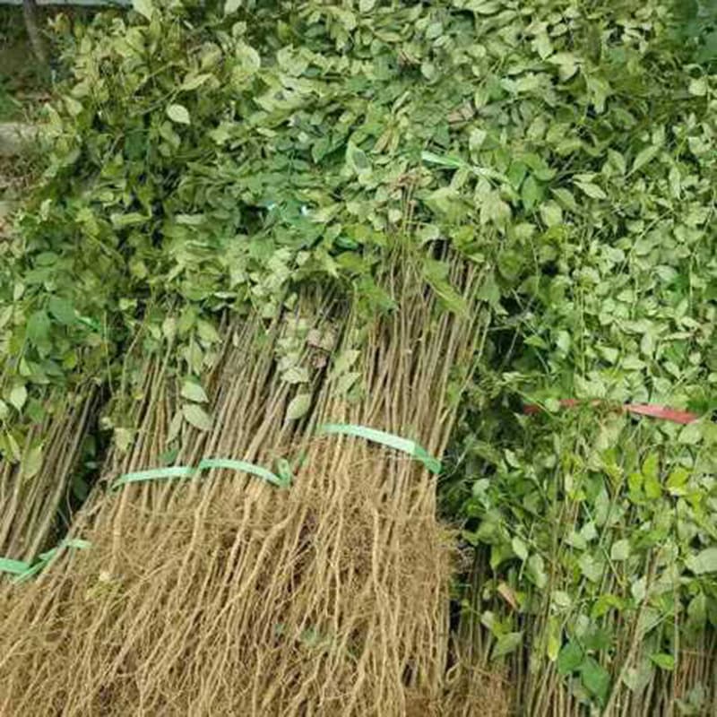 Origin, supply, Dahongpao Zanthoxylum bungeanum seedlings, correct variety, output, wholesale Dahongpao Zanthoxylum bungeanum seedlings in large quantities