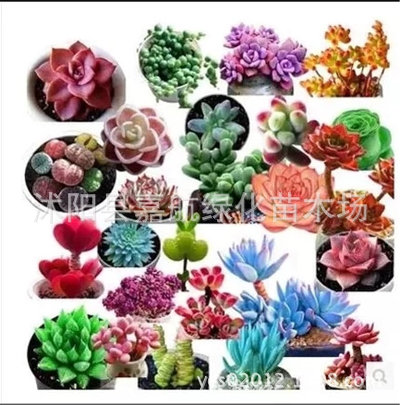 German KK Succulent Potted Plants Crassulaceae Succulent Seeds Anti-Radiation Succulent Seeds