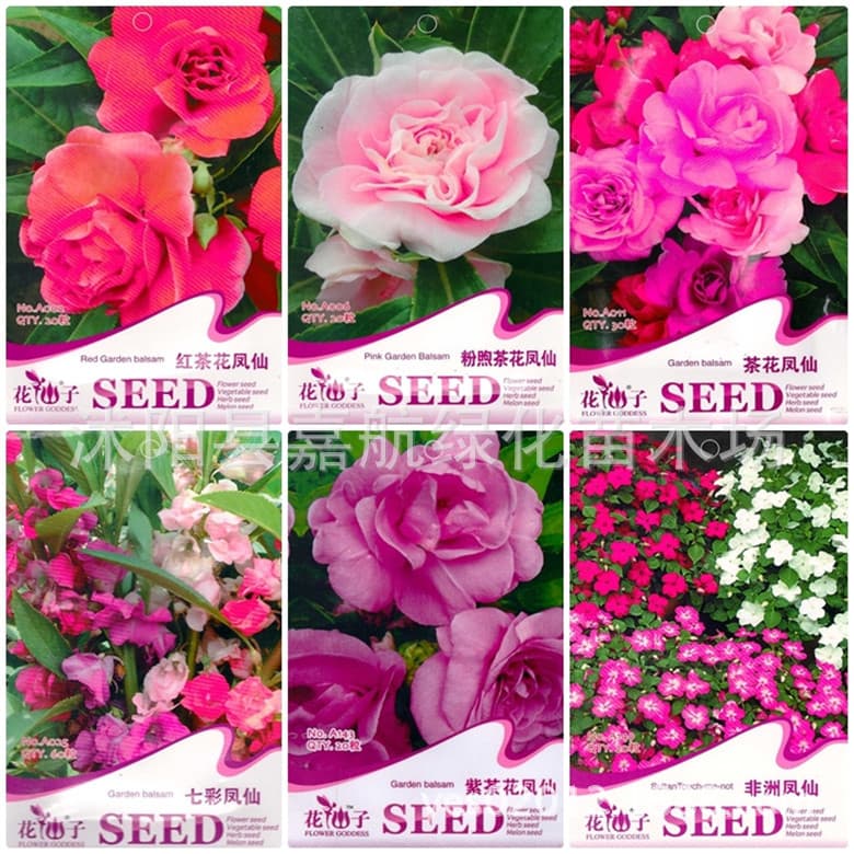 Camellia Impatiens Seed Nail Grass Colorful Impatiens African Red Pink White Purple School Student Color Bag