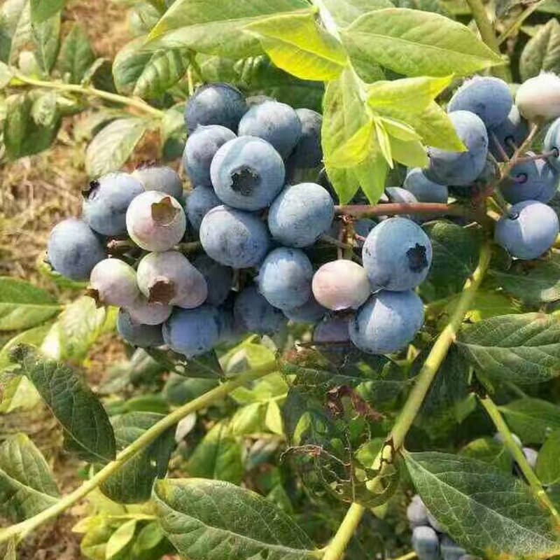 Garden Fruit Tree Blueberry Sapling 5-Year-Old Plant with Fruit Ready to Ship Potted Blueberry Tree Seedling for Southern and Northern Varieties