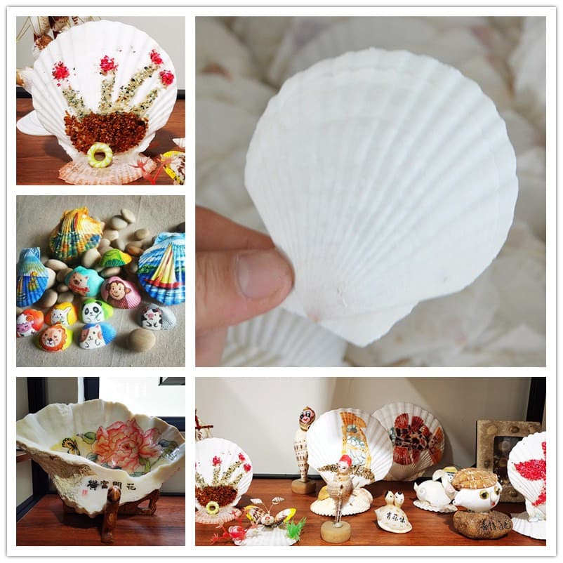Natural Large White Scallop Shells Small Sea Snails Handmade DIY Creative Coloring Painting Barbecue Aquarium Hermit Crab Shells