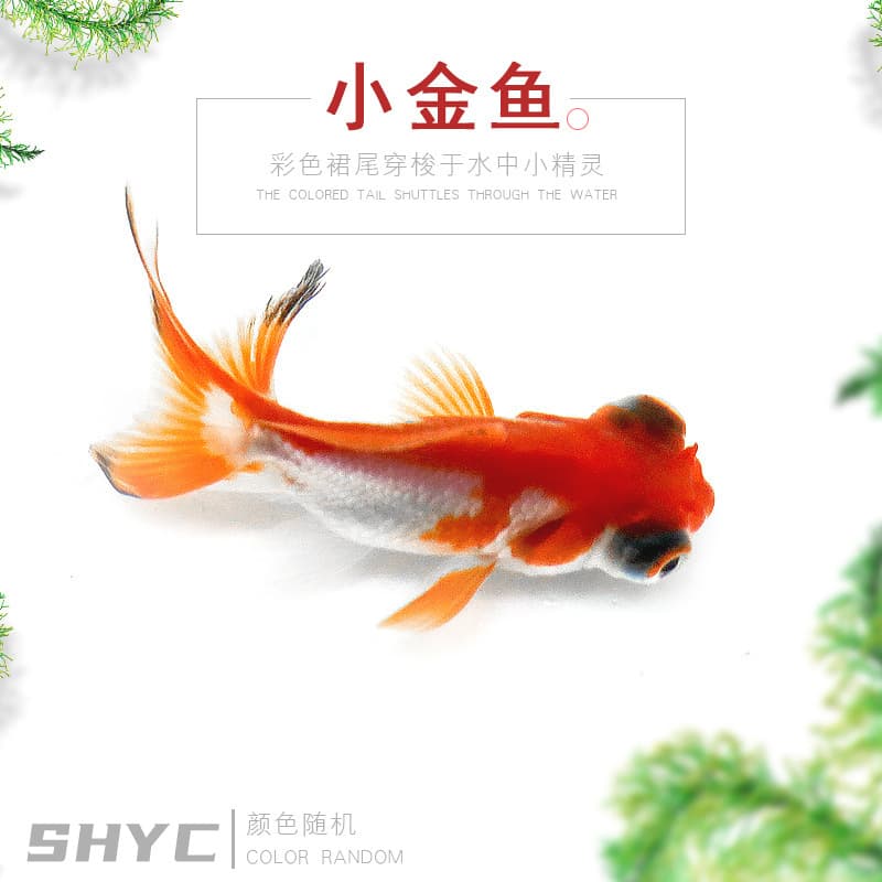 Wholesale Live Ornamental Fish for Aquaculture Farms - Dragon Eye Goldfish, Tropical Fish, Coldwater Fish, Live Fish Fry