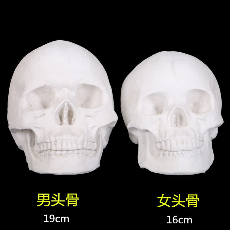 High-Quality Human Skull Model Plaster Head Skeleton Anatomical Teaching Aid Geometric Plaster Figure Still Life
