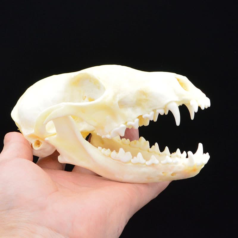 Complete Condition Fox Skull Specimen - Bleached Skeleton Fox Specimen - Full Teeth - Animal Skull Model