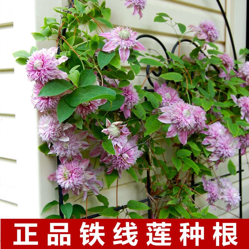 Clematis Root for Potted Planting, Fresh Clematis Flower Seedlings for Garden and Courtyard Climbing Green Plants, Climbing Flower Vine Roots