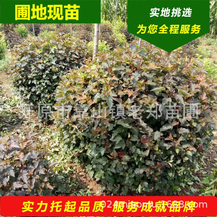 Purple-leaved bellows fruit tree ball, golden-leaved bellows fruit ball, clump-forming maple bellows fruit, hedge seedlings, cup seedlings, landscaping colorful foliage flowering shrubs