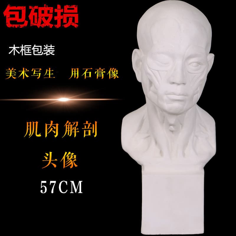 Brandt Fisherman Muscle Anatomy Plaster Head - Bald Farmer Muscle Model for Wholesale Teaching
