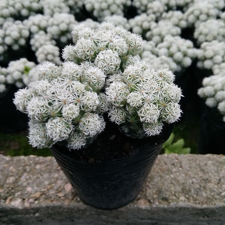 Zhangzhou Succulent Plant Wholesale: White Bird, Silver Finger, Bare Root Small Plants (3 Plants Per Pot) for Flower Pots, Green Plants, and Horticulture