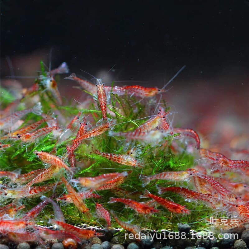Wholesale Live Cherry Shrimp Fire Red Shrimp Algae Eater Cleaner Shrimp