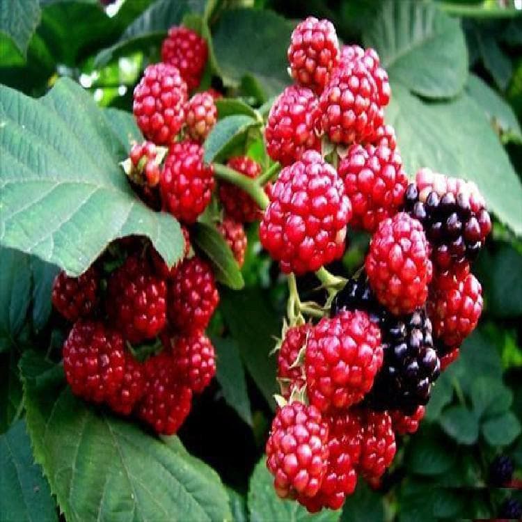 Wild double-season raspberry seedlings, raspberry seedlings, red potted raspberry seedlings