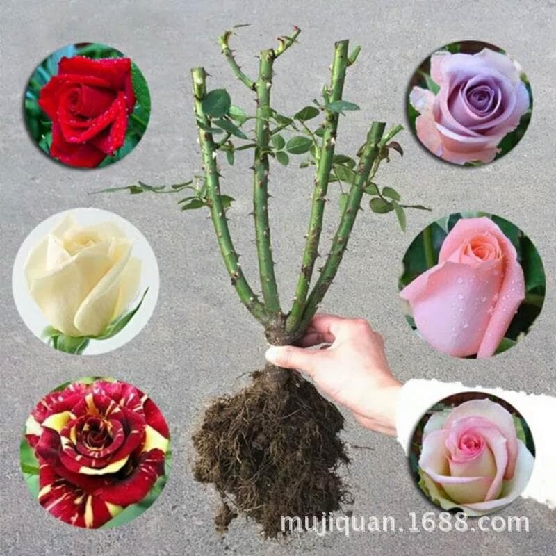 3-Year-Old Rose Large Seedling | Yunnan Fresh Cut Flower 3-Year-Old Seedling | Ornamental Large Flower Rose 3-Year-Old Seedling