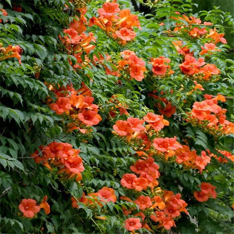 Wholesale Trumpet Creeper Seedlings, Large Flower Wall-Climbing Plant, Courtyard Greening Climbing Flower, Fast-Growing, Blooms in First Year
